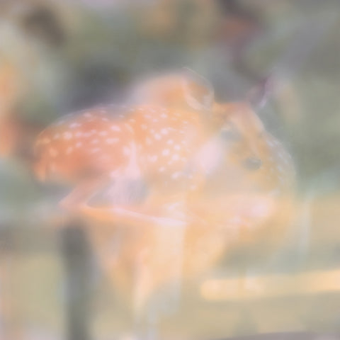 Soft Focus_front_cover