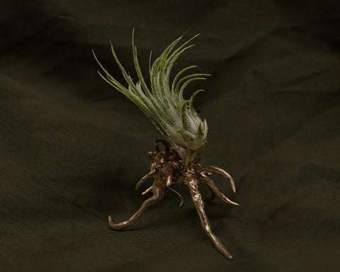 This but More: Yellow Bronze Base for Tillandsia Plants [NAFF022]